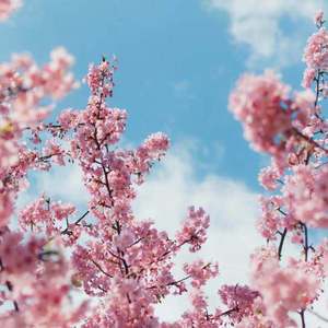 法国一级卖婬片AAAAA揪痧
